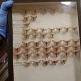 La collezione vanta anche esemplari di falene. Catturano la nostra attenzione le rosse ali delle Zygaena erythrus...